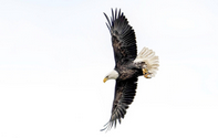 Bald Eagle photo copyright Mark Hainen
