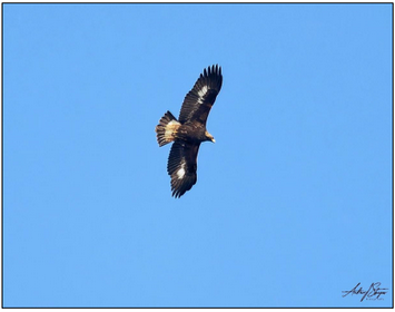 Juvelile Golden Eagle. Image courtesy A. Sturgess