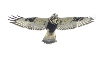 Photo of a rough-legged hawk. Image courtesy J.S. Jourdan