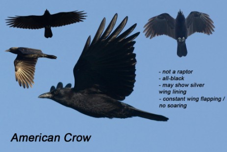American Crow composite