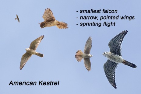 American Kestrel composite