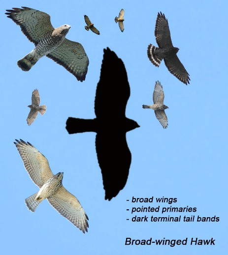 Broad-winged Hawk composite