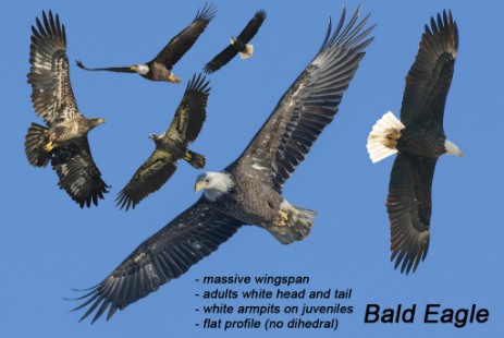 Bald Eagle composite
