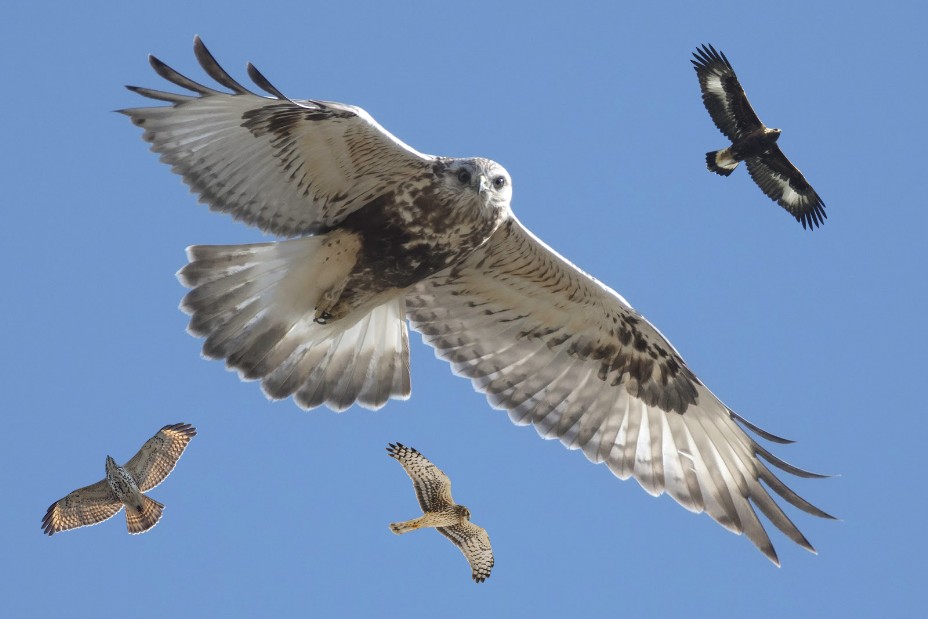 Composite image of rough-legged hawks