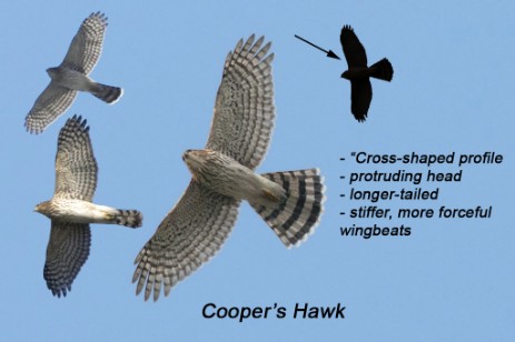 Cooper's Hawk composite image
