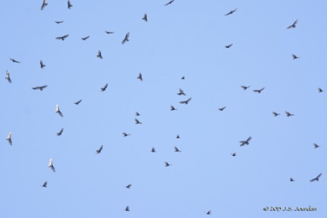 A kettle of turkey vultures