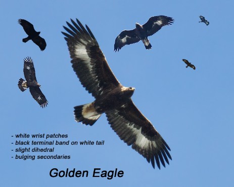 Golden eagle composite