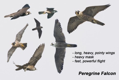 Peregrine Falcon composite