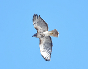 Red-Tailed Hawk, copyright 2021 Andrew Sturgess