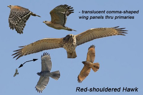 Red-shouldered Hawk composite