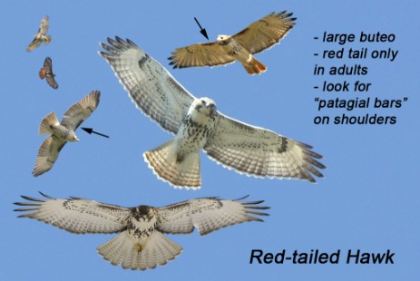 Red-tailed Hawk composite