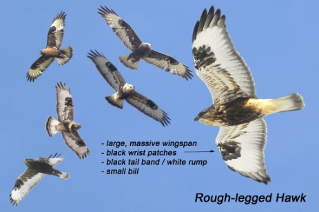 Rough-legged Hawk composite