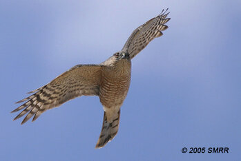Sharp-shinned hawk. Copyright 2005 SMRR