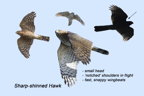 Sharp-shinned Hawk composite