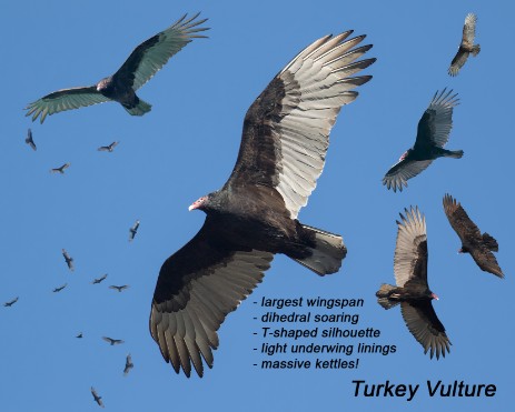 Turkey Vulture composite